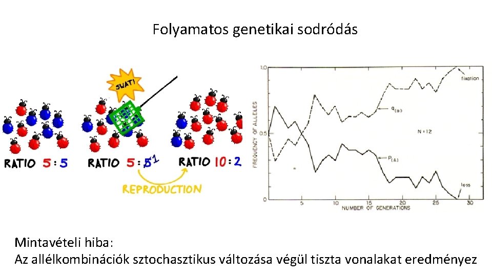 Folyamatos genetikai sodródás Mintavételi hiba: Az allélkombinációk sztochasztikus változása végül tiszta vonalakat eredményez Folyamatos genetikai sodródás Mintavételi hiba: Az allélkombinációk sztochasztikus változása végül tiszta vonalakat eredményez