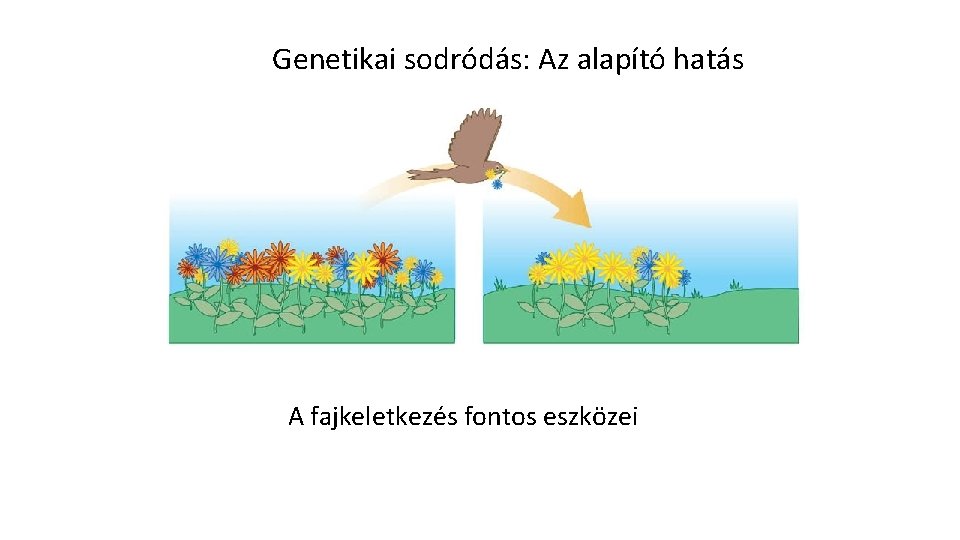 Genetikai sodródás: Az alapító hatás A fajkeletkezés fontos eszközei Genetikai sodródás: Az alapító hatás A fajkeletkezés fontos eszközei