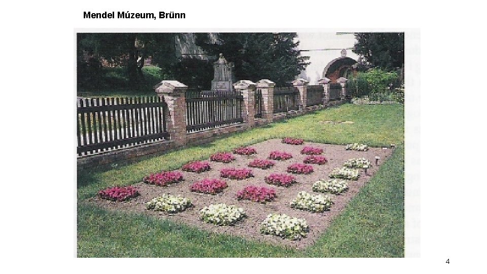 Mendel Múzeum, Brünn 4 Mendel Múzeum, Brünn 4