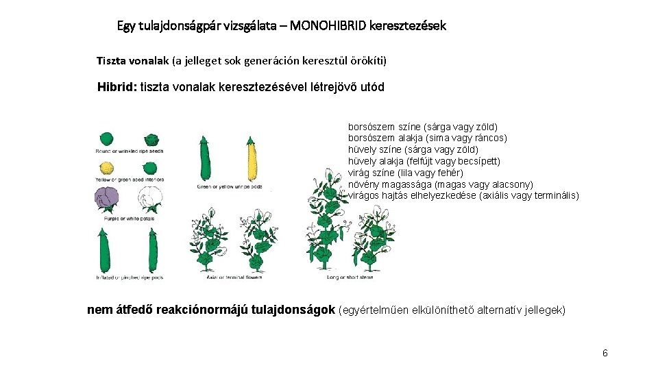 Egy tulajdonságpár vizsgálata – MONOHIBRID keresztezések Tiszta vonalak (a jelleget sok generáción keresztül örökíti) Egy tulajdonságpár vizsgálata – MONOHIBRID keresztezések Tiszta vonalak (a jelleget sok generáción keresztül örökíti)