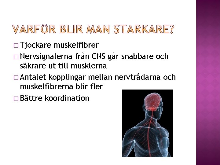 � Tjockare muskelfibrer � Nervsignalerna från CNS går snabbare och säkrare ut till musklerna � Tjockare muskelfibrer � Nervsignalerna från CNS går snabbare och säkrare ut till musklerna