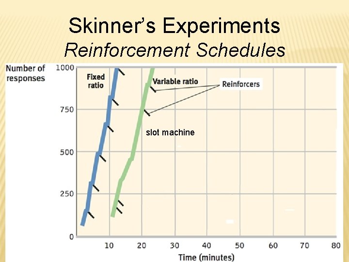 Skinner’s Experiments Reinforcement Schedules slot machine 