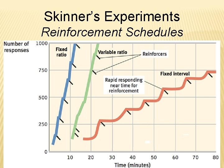 Skinner’s Experiments Reinforcement Schedules 