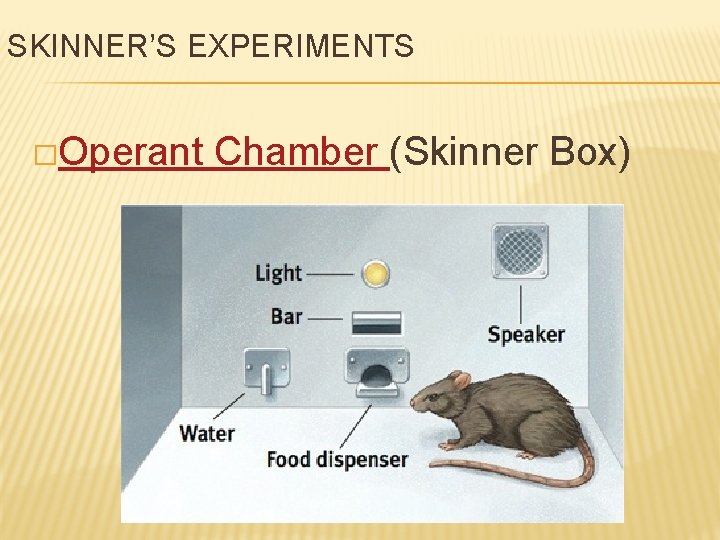 SKINNER’S EXPERIMENTS �Operant Chamber (Skinner Box) 