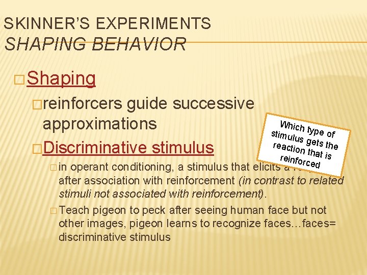 SKINNER’S EXPERIMENTS SHAPING BEHAVIOR �Shaping �reinforcers guide successive approximations �Discriminative stimulus � in Which