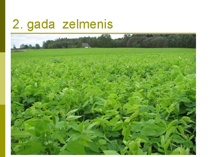 2. gada zelmenis 2. gada zelmenis