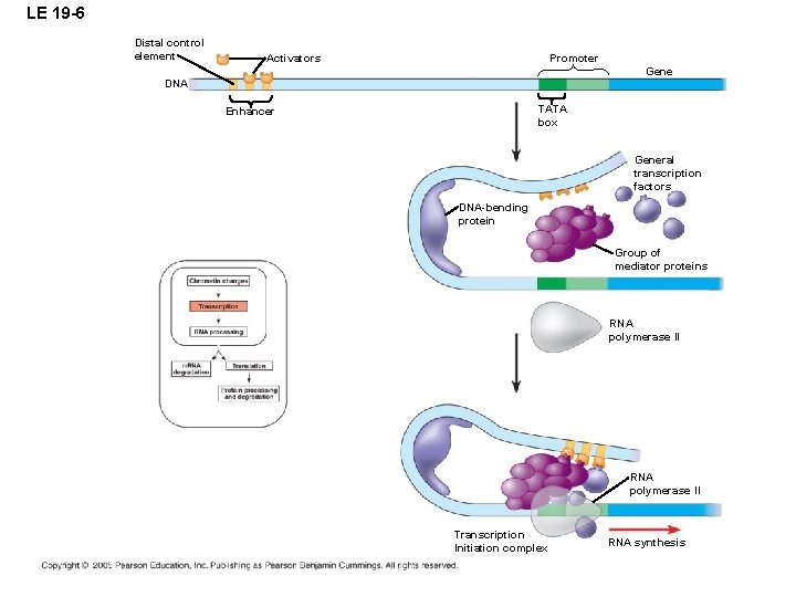 LE 19 -6 Distal control element Activators Promoter Gene DNA TATA box Enhancer General