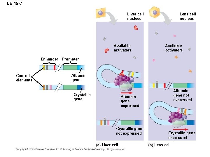 LE 19 -7 Liver cell nucleus Available activators Enhancer Control elements Lens cell nucleus