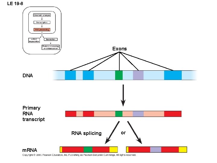 LE 19 -8 Exons DNA Primary RNA transcript RNA splicing m. RNA or 