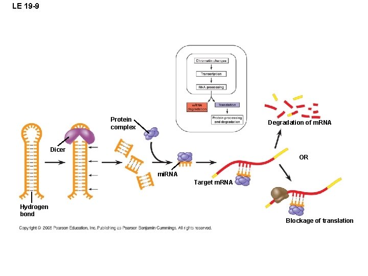 LE 19 -9 Protein complex Degradation of m. RNA Dicer OR mi. RNA Target