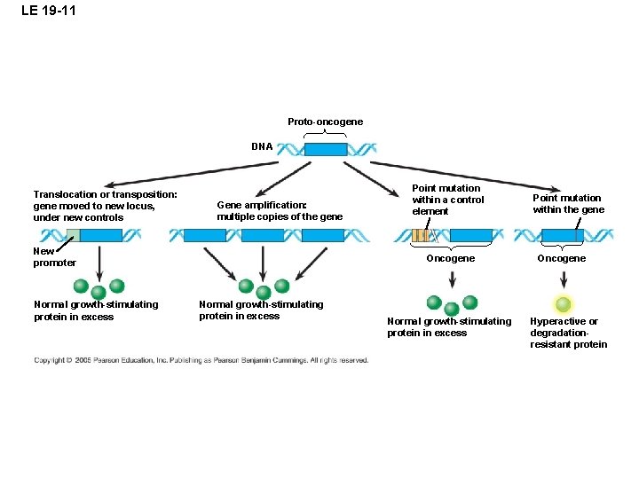 LE 19 -11 Proto-oncogene DNA Translocation or transposition: gene moved to new locus, under