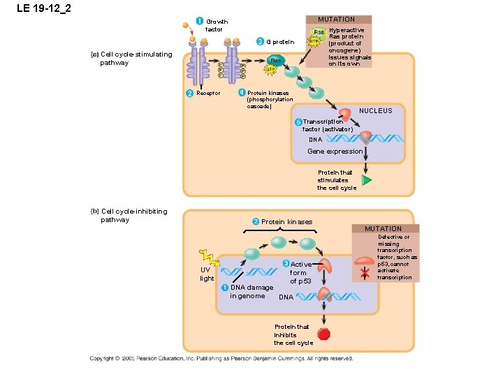 LE 19 -12_2 MUTATION Growth factor Hyperactive Ras protein (product of oncogene) issues signals