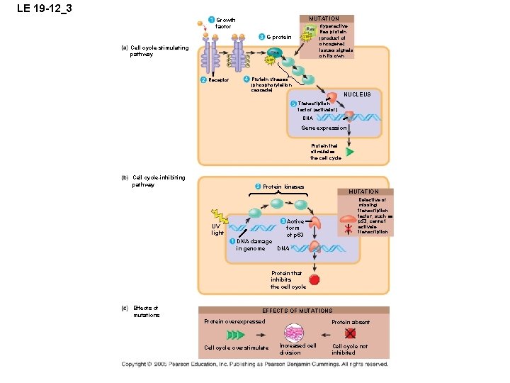 LE 19 -12_3 MUTATION Growth factor Hyperactive Ras protein (product of oncogene) issues signals