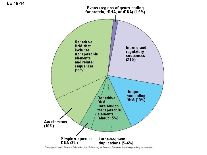 LE 19 -14 Exons (regions of genes coding for protein, r. RNA, or t.