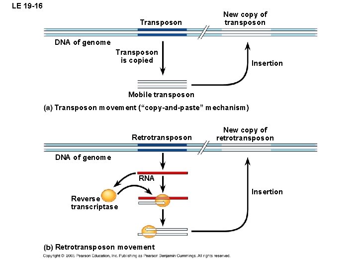 LE 19 -16 Transposon New copy of transposon DNA of genome Transposon is copied