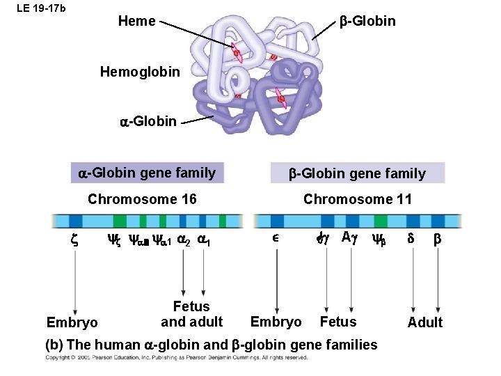 LE 19 -17 b -Globin Heme Hemoglobin -Globin gene family Chromosome 11 Chromosome 16