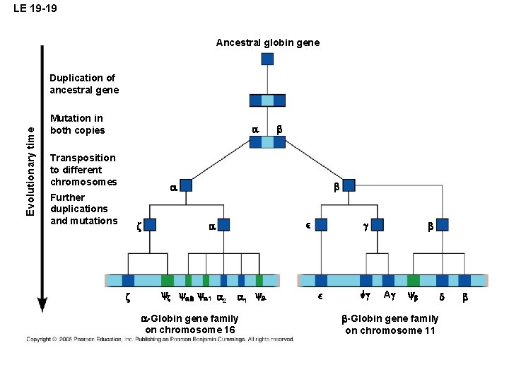 LE 19 -19 Ancestral globin gene Mutation in both copies Transposition to different chromosomes