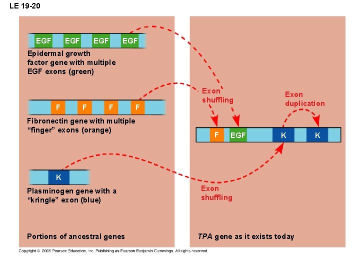 LE 19 -20 EGF EGF Epidermal growth factor gene with multiple EGF exons (green)