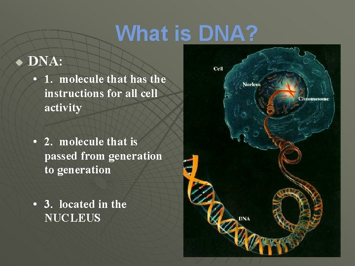 What is DNA? u DNA: • 1. molecule that has the instructions for all