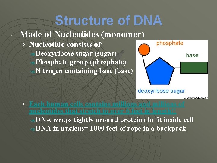 Structure of DNA Made of Nucleotides (monomer) › Nucleotide consists of: Deoxyribose sugar (sugar)