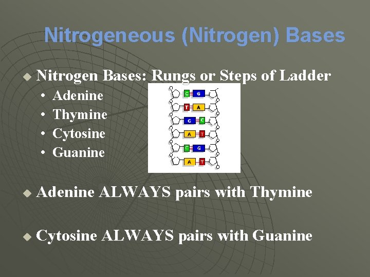Nitrogeneous (Nitrogen) Bases u Nitrogen Bases: Rungs or Steps of Ladder • • Adenine