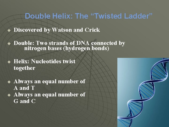 Double Helix: The “Twisted Ladder” u Discovered by Watson and Crick u Double: Two