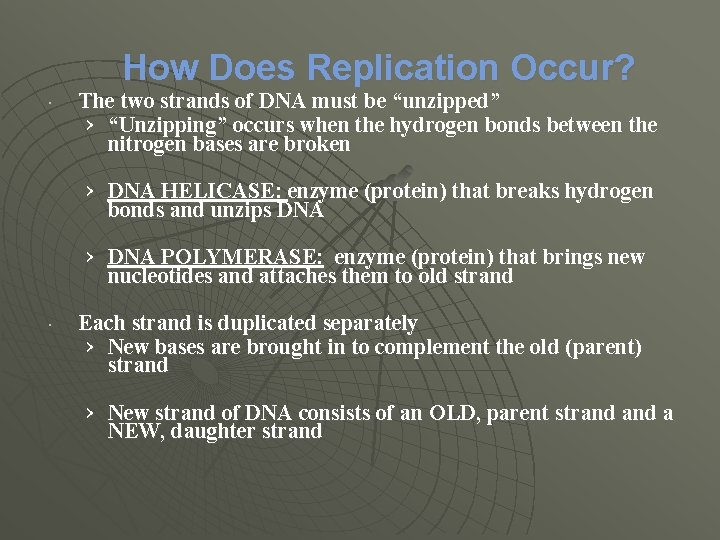 How Does Replication Occur? The two strands of DNA must be “unzipped” › “Unzipping”