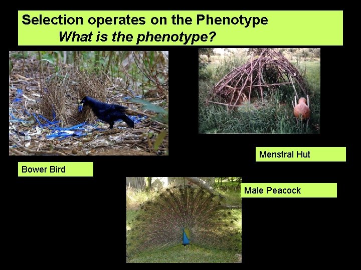 Selection operates on the Phenotype What is the phenotype? Menstral Hut Bower Bird Male