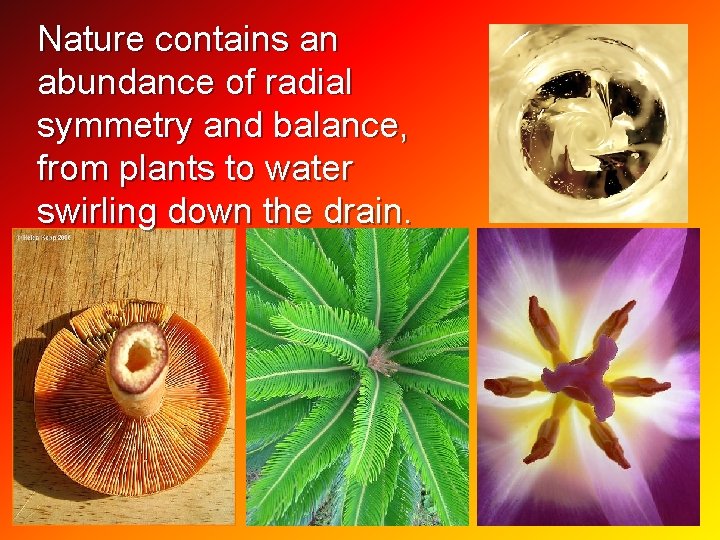 Nature contains an abundance of radial symmetry and balance, from plants to water swirling