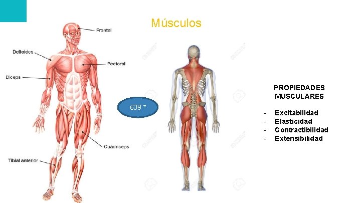 Músculos PROPIEDADES MUSCULARES 639 * - Excitabilidad Elasticidad Contractibilidad Extensibilidad 