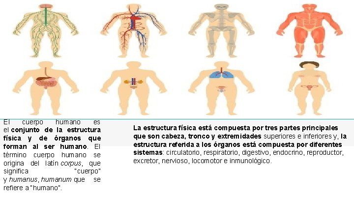 El cuerpo humano es el conjunto de la estructura física y de órganos que