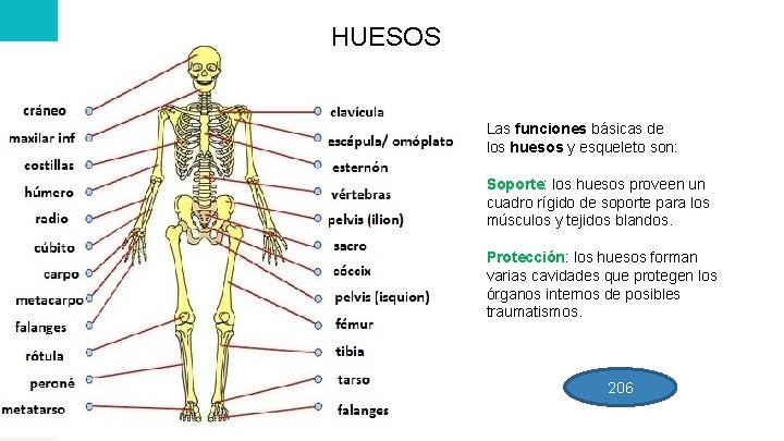 HUESOS Las funciones básicas de los huesos y esqueleto son: Soporte: los huesos proveen