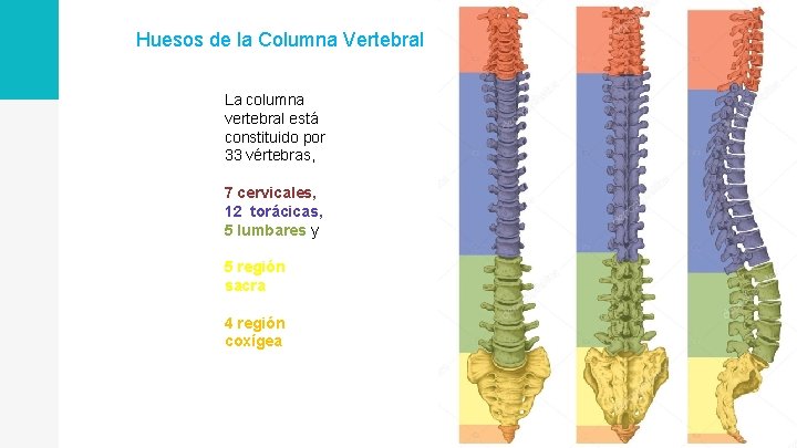 Huesos de la Columna Vertebral La columna vertebral está constituido por 33 vértebras, 7
