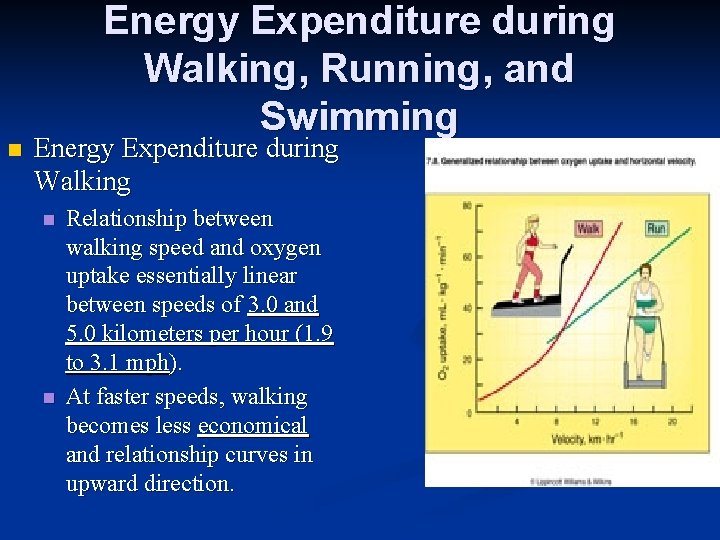 n Energy Expenditure during Walking, Running, and Swimming Energy Expenditure during Walking n n