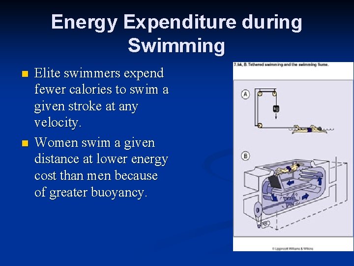 Energy Expenditure during Swimming n n Elite swimmers expend fewer calories to swim a