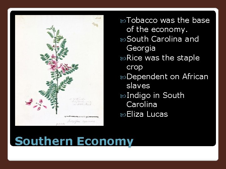  Tobacco was the base of the economy. South Carolina and Georgia Rice was