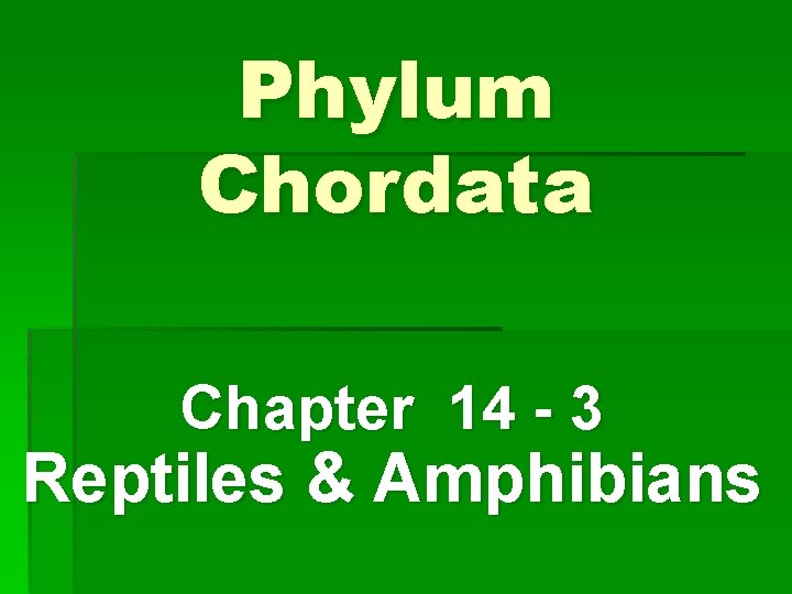 Phylum Chordata Chapter 14 - 3 Reptiles & Amphibians 