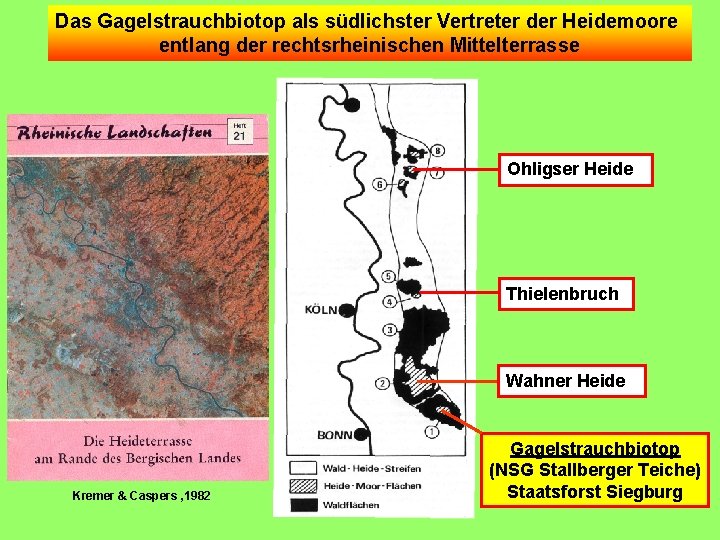 Das Gagelstrauchbiotop als südlichster Vertreter der Heidemoore entlang der rechtsrheinischen Mittelterrasse Ohligser Heide Thielenbruch