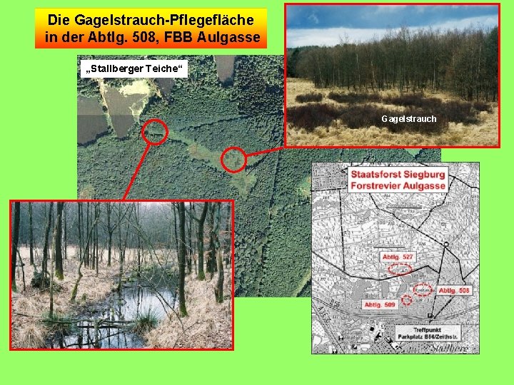 Die Gagelstrauch-Pflegefläche in der Abtlg. 508, FBB Aulgasse „Stallberger Teiche“ Luftbild: Bonner Generalanzeiger Gagelstrauch