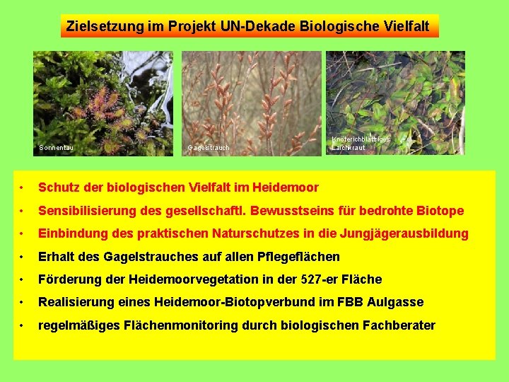 Zielsetzung im Projekt UN-Dekade Biologische Vielfalt Sonnentau Gagelstrauch Knöterichblättriges Laichkraut • Schutz der biologischen