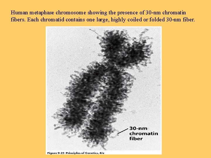 Human metaphase chromosome showing the presence of 30 -nm chromatin fibers. Each chromatid contains
