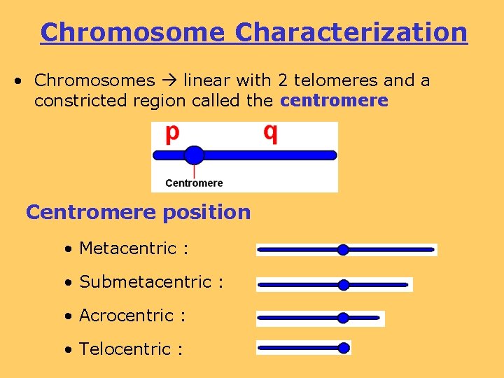 Chromosome Characterization • Chromosomes linear with 2 telomeres and a constricted region called the