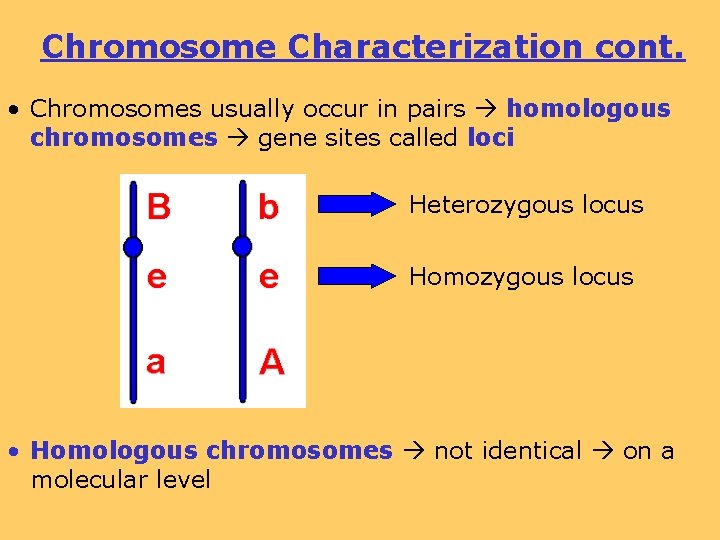Chromosome Characterization cont. • Chromosomes usually occur in pairs homologous chromosomes gene sites called