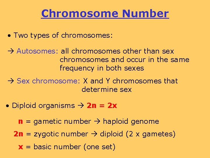 Chromosome Number • Two types of chromosomes: Autosomes: all chromosomes other than sex chromosomes