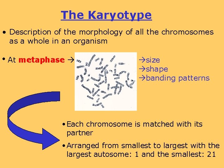 The Karyotype • Description of the morphology of all the chromosomes as a whole