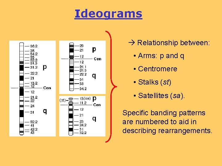 Ideograms Relationship between: • Arms: p and q • Centromere • Stalks (st) •