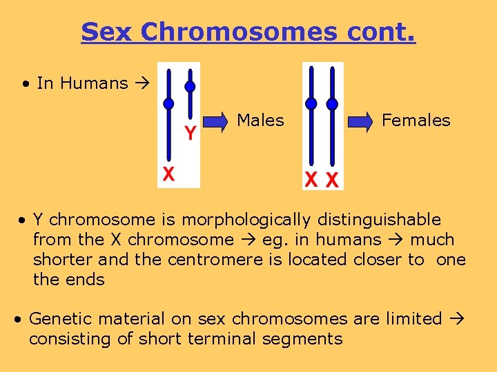 Sex Chromosomes cont. • In Humans Males Females • Y chromosome is morphologically distinguishable
