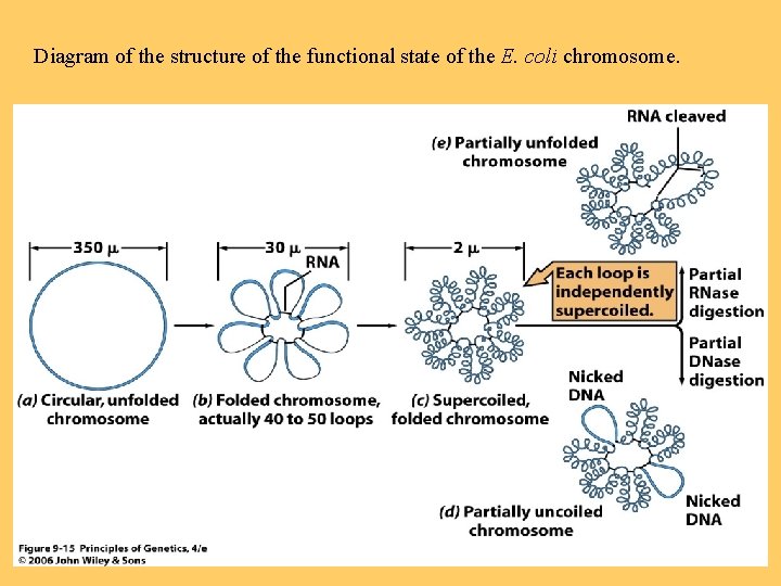 Diagram of the structure of the functional state of the E. coli chromosome. 