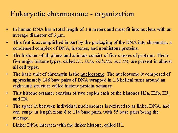 Eukaryotic chromosome - organization • In human DNA has a total length of 1.