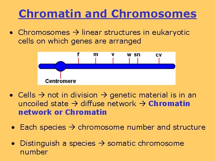 Chromatin and Chromosomes • Chromosomes linear structures in eukaryotic cells on which genes are